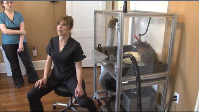 Feline Grooming Demo #2