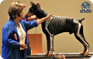 MV Skeletal Structurerr