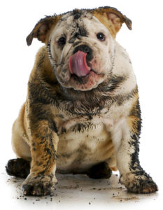 830253d559a127d1869e9486a317b56a