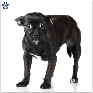 Dollarphotoclub_57676672