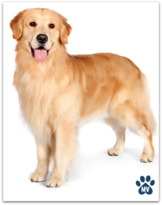 Screen-Shot-2015-11-05-at-4.08.52-PM