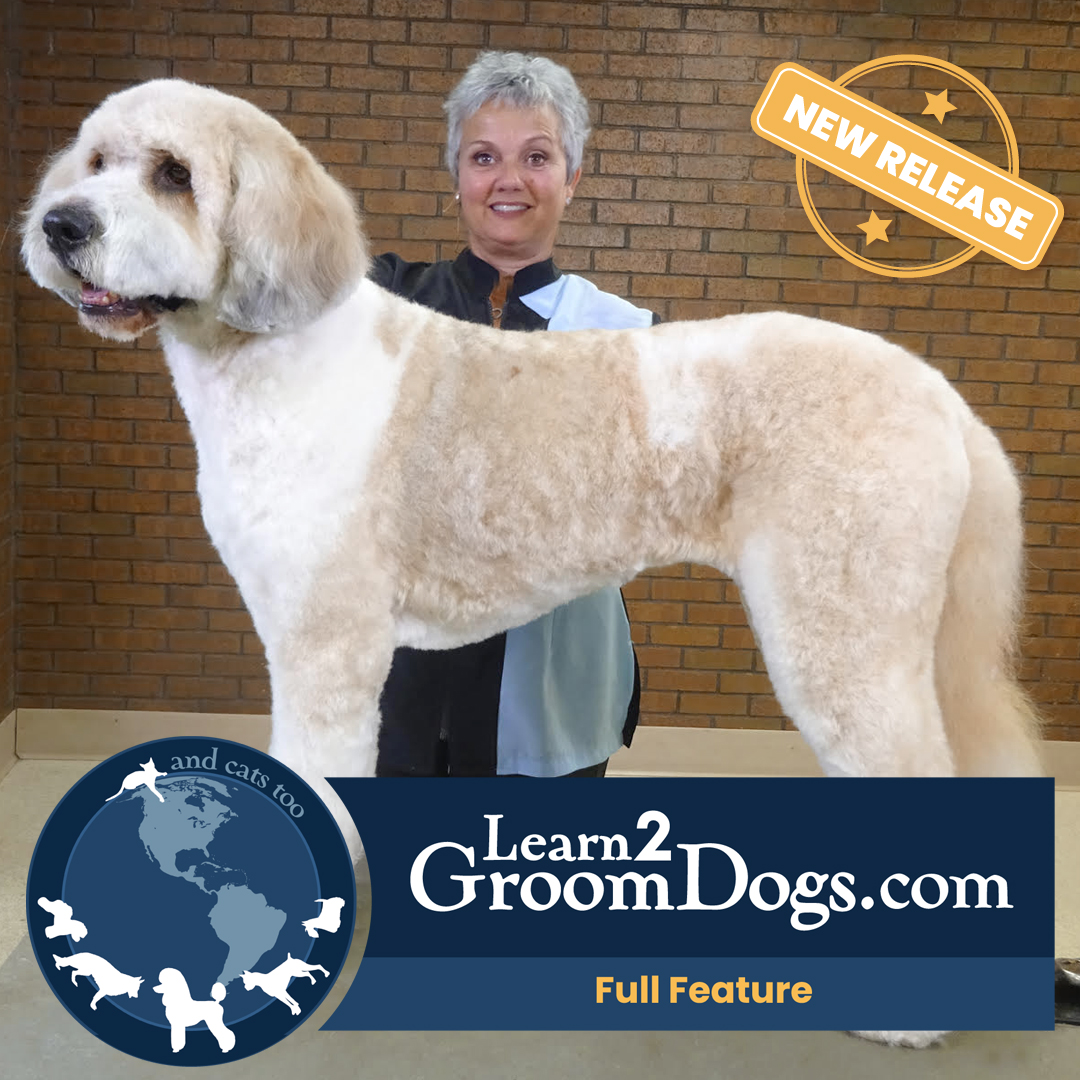 How to Groom a St. Bernard Doodle in 90 Minutes