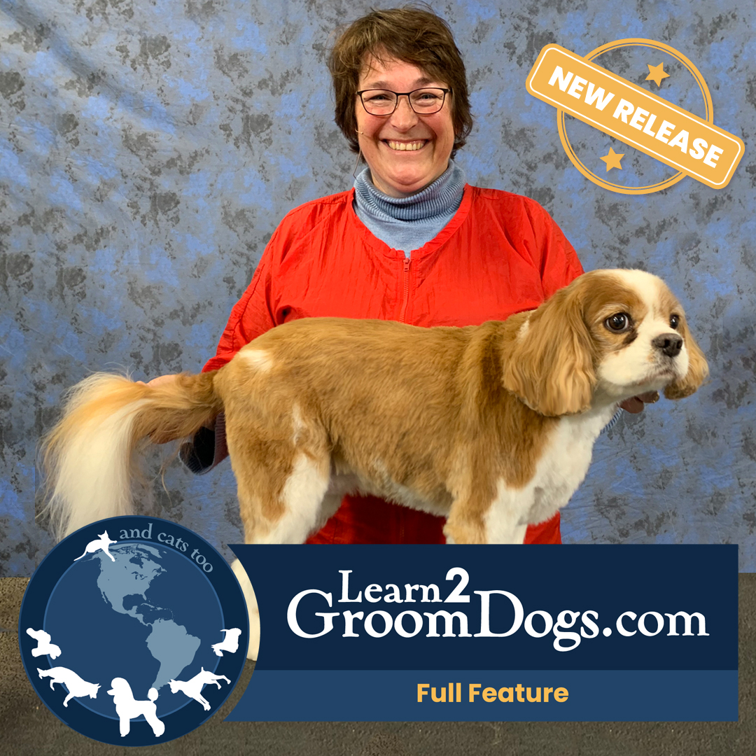 How To Do an Easy Maintenance Trim on a Pet Cavalier Spaniel