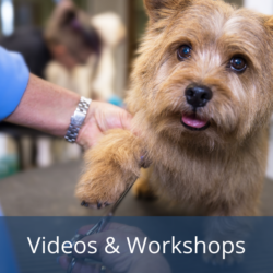 Videos & Workshops