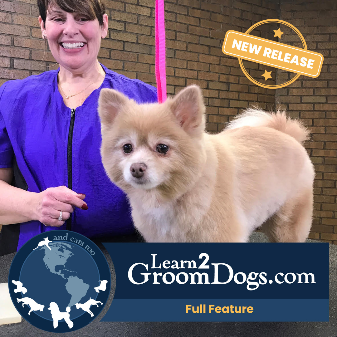 Grooming a Foxy Trim on a Pomeranian Mix